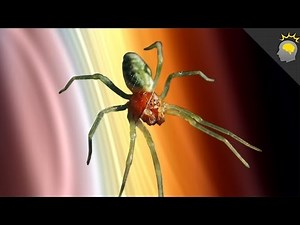 Phobia of the Week: Arachnophobia Epic Science #77