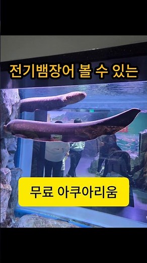먹이를 먹고 있는 전기뱀장어