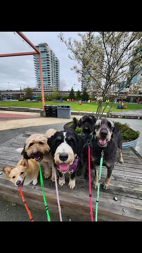 VancouverPetParents on TikTok