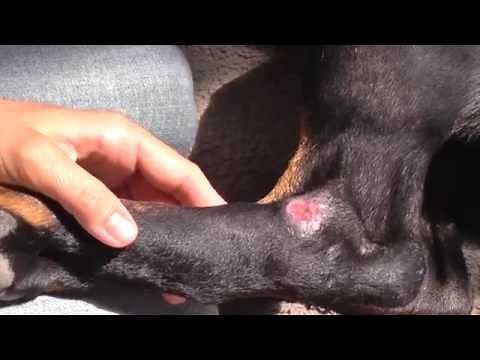 Wound care for dogs - open wound pressure sores on rear legs.