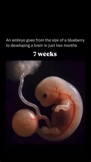 Motivation | Business | Success on Instagram: "This video offers a captivating look at the key stages of human embryonic development—from fertilization to the early formation of organs. It begins with a single-cell zygote and follows its journey through rapid cell division, implantation in the uterine wall, and the formation of the blastocyst. As development continues, the animation highlights major biological milestones such as gastrulation, germ layer formation, cell differentiation, and the e