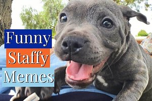 Funny Staffy Memes [17 of the Absolute Best]