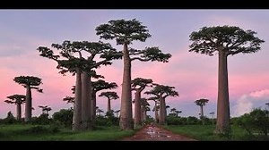 Documentaire | Baobab , des arbres