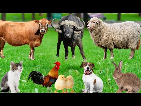 Cute Animal Sounds: Elephant, Cow, Sheep, Dog, Cat, Monkey, Horse, Bird, Pig, Squirrel– Cute Animals