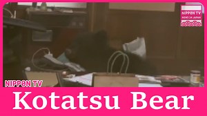 A bear enters a home and sits at the heated kotatsu table in the living room before being captured and released. Originally on air on December 25, 2024. Watch more on https://www.youtube.com/c/NipponTVNews24Japan | Nippon TV News24 Japan