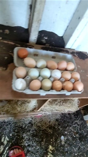Getting the eggs!