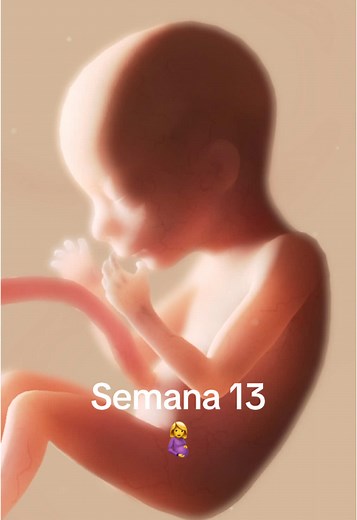 Semana 13 del Embarazo: Desarrollo y Ecografía