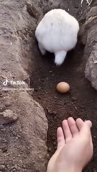 Who? #animals #rabbit #thegioidongvat #animalsoftiktok #xh #fyp #xyzbca