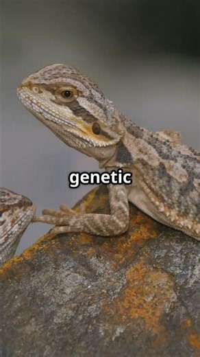 The Species That Change Sex When Nature Demands It: SHOCKING!!!