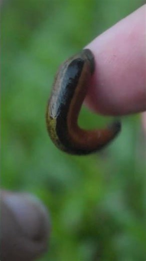 Super Simple Leech Removal