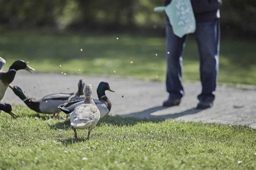I Used to Feed Ducks Bread — Until I Learned What It Really Does to Them