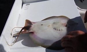 Video: El nacimiento de unas mantarrayas