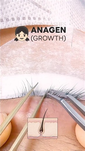 Eyelash Growth Cycle: Which Lashes Are Best For Extensions?