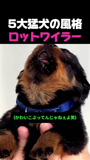 5大猛犬の風格 ロットワイラー
