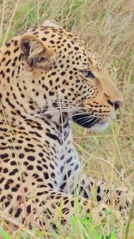 Up Close With a Magnificent Male Leopard