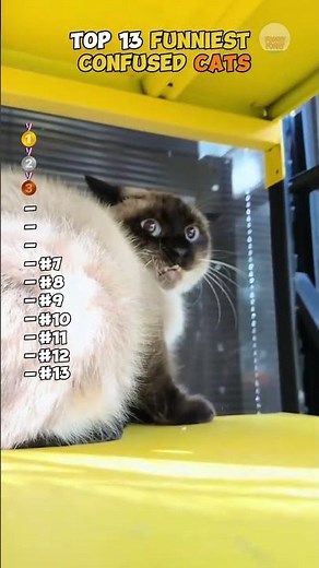 Top 13 FUNNIEST CONFUSED CATS