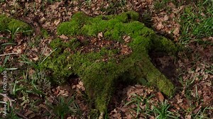 An old dead and rotten tree stump on a woodland floor covered in moss