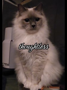 I like filming Lipp in low light cuz he looks like a totally different cat, still clueless tho, that didnt change. #ragdoll #cats #cat #pet #petlife