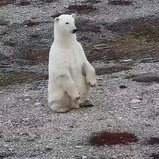 1.3M views · 30K reactions | Description anyone? | explore.org | Facebook