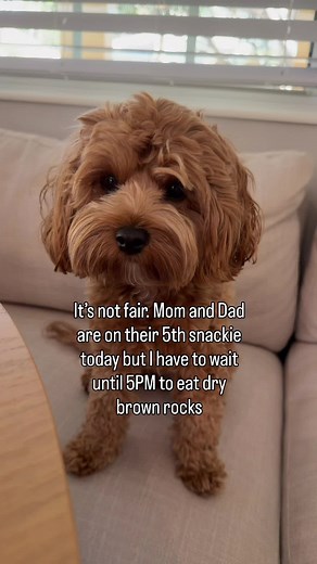 Please someone save me #dogsoftiktok #funnydog #cavapoosoftiktok #dogsoftiktokviral #cutedog