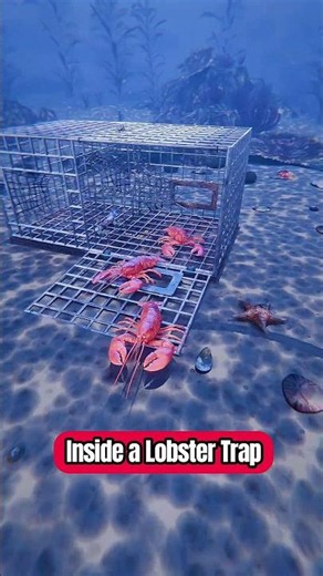The Trap Lobsters Can’t Escape! 🦞