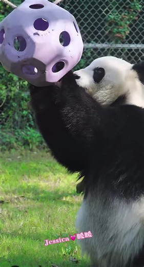 #暖暖大公主今天真的很可爱#福娃凤仪的掌上明珠#蹲着挖球里面的笋笋挖到不耐烦了生气了#又不死心有坐着在挖到那个笋笋出来为止🐼🐼🐼