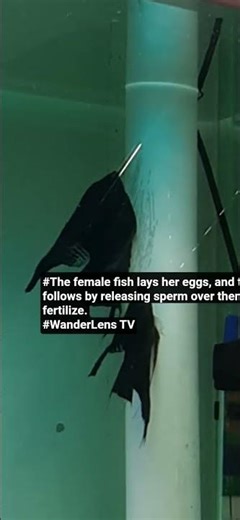 #تخم‌گذاری ماهی در طبیعت | Fish Spawning Ritual