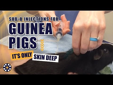 How to Give SQ Injections to Your Guinea Pig