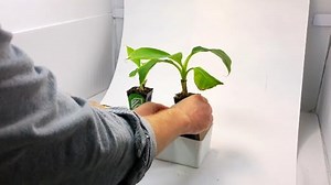 Watch Banana Tree Live Plant - Musa on Amazon Live