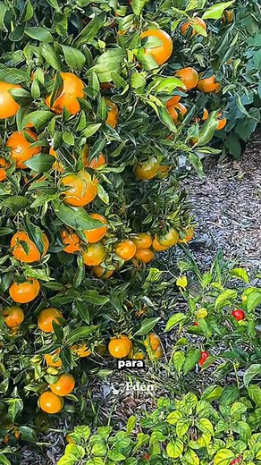Tener un árbol de mandarina en casa es más fácil de lo que crees 😍🍊 En este video te enseño cómo sembrarlo, cuidarlo y hacerlo florecer incluso en maceta. 🌱✨ ¡Disfruta mandarinas frescas directo de tu propio huerto urbano! 💚🙌 | Edén Agricultura Urbana