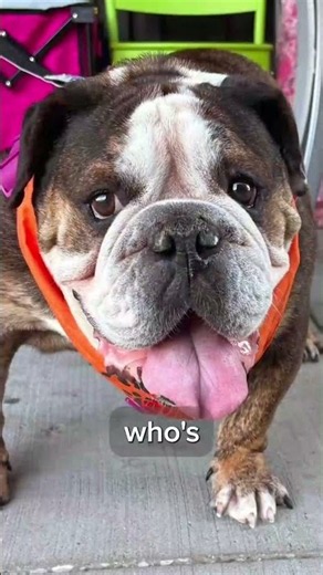 Pet for adoption: Meet Gumbo!
