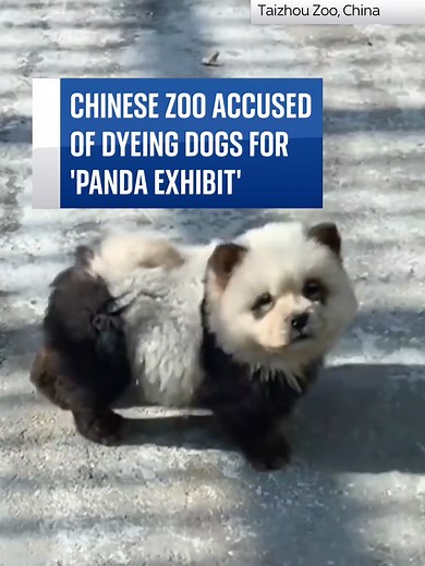 A Chinese zoo is under fire after dyeing dogs black and white for its 'panda' exhibit 🐼 Zoo visitors discovered advertised 'panda dogs' were actually chow chows - a dog breed known for its thick double coat of fur - dyed black and white. #Panda #Zoo #China #Dog #ChowChow