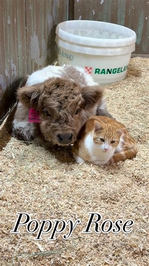 Our Digital buyers guide is live. Here is the auction link https://bid.bidfastandlast.com/ui/auctions/149491 #godisgood #minicow #highlandcow #cowsofinstagram #hobbyfarm baby Auction. | Bougie Cattle Company