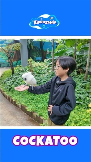 Cockatoo Fun Facts for Kids with Hunter of Kiddozania