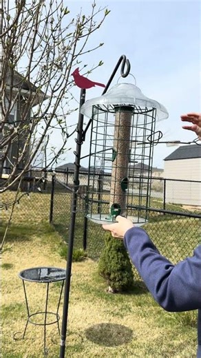 The Setup That Brings Goldfinches In Every Time
