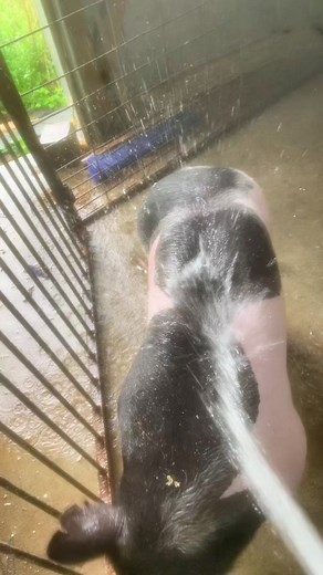 #showpigs #showstock #livestock #stockshowlife #swine #4h #ffa #kansas #pigs #cattle #sheep #goats