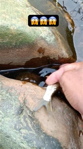 Hand fishing video !! Catch snake 🐍 fish #animals #shorts