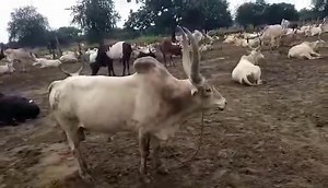 42K views · 1K reactions | Nuer Bull Roaring in cattle camp | Par Jokyielà Yam | Facebook