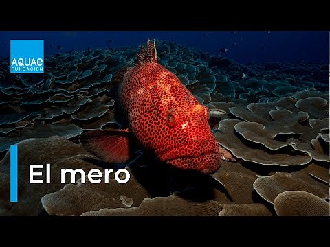 El MERO, un pez CARNÍVORO y HERMAFRODITA