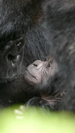 The Dian Fossey Gorilla Fund on Instagram: "They are so much like us. And they need our help NOW. Don’t wait to save them. Donate to the Fossey Fund, and see 100% of your contribution help to ensure their futures. And now, your gift will be matched, up to $50K (link in bio). 💛 📸 Eric Ndayishimiye"