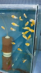 Red Cheek Cichlid (Tropheops Sp.) [Likoma] | Hobihanem