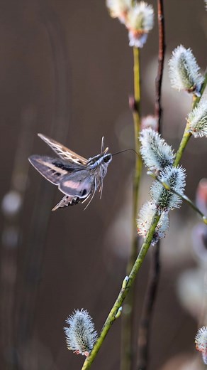 A lovely encounter with a white-lined sphinx moth in the willows. #wildlifephotography #jacksonhole #traveltiktok #grandtetonnationalpark #nikon #yellowstone #jacksonwy #photography #wyoming #moth #sphinxmoth #bugs