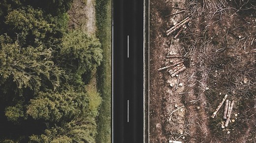 America’s Disappearing Forests: The Silent Crisis No One Talks About