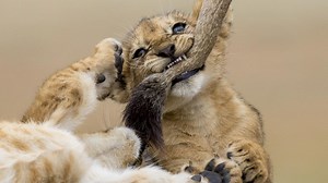 Wild entries in National Geographic Photo Contest