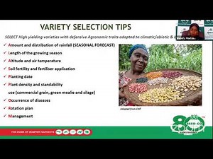 Profitable Sugar bean production.