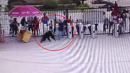 82K views · 114 shares | Police caught a chimpanzee that had escaped from its enclosure in east China's Hefei Wildlife Park on Friday. The park's CCTV video shows a group of visitors bolting through the park's gates as the runaway chimpanzee chased after them. | CGTN | Facebook