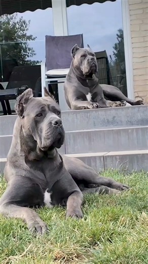 Two grey Cane Corsos doing their job 💪💪 👀(Get the Cane Corso book at our profIe) . . . #canecorsooftheday #canecorso #canecorsopuppy #corso #kingcorso #canecorsoofinstagram #mastiff #cane #neapolitanmastiff #canecorsolife #canecorsolove | Cane Corso Pets