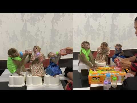 Three Baby Monkeys Dress Up & Enjoy Their Milk 🐵🍼💕