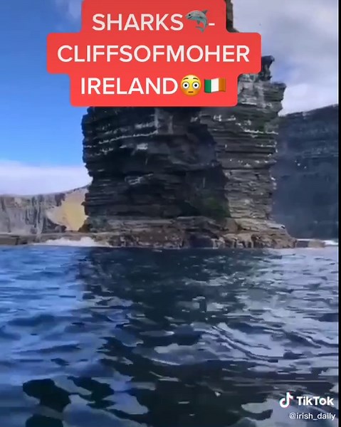 Sharks at Cliffs of Moher in Ireland - Have You Seen Any Before?