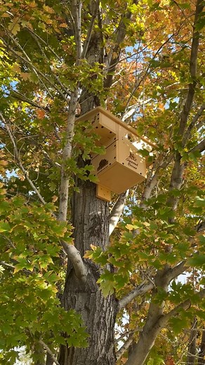 Squirrel Boxes on Instagram: "After a long journey, I’m thrilled to announce that Squirrelboxes.com is finally open for pre-orders! 🐿️🎉 These predator-safe squirrel boxes are designed with love and care to give our furry friends the safest homes possible. 🏡❤️ To everyone who has been with me from the start, thank you for your patience, support, and belief in this. Your encouragement has kept me going, and I couldn’t be more grateful. This is just the beginning! Head over to Squirrelboxes.com 